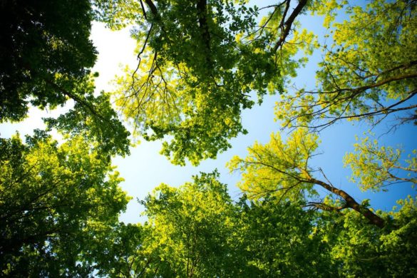 alberi, cambiamento climatico
