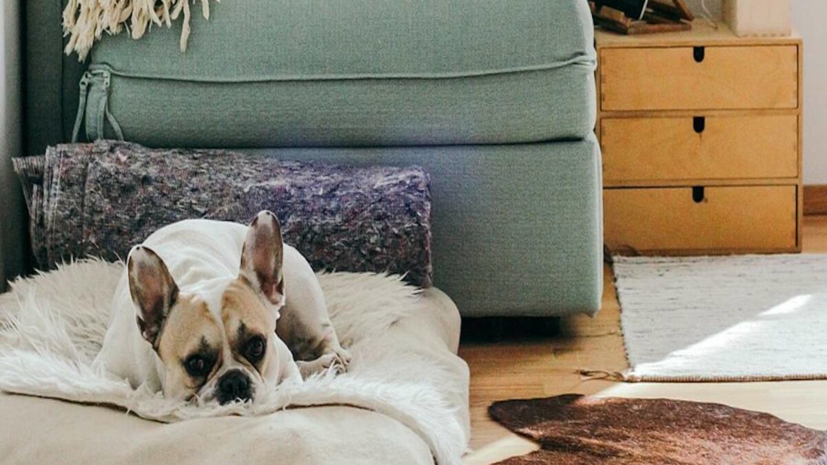 Lavatrice e alloggi pet-friendly tra i desiderata degli italiani che cercano casa all’estero